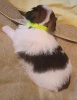 Dumpling, a female Shih Tzu and Shorkie for sale in Honokaa, HI – Photo 3 of 7