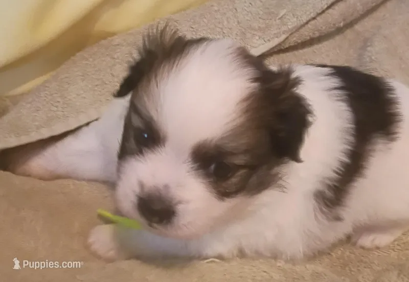 Dumpling – Shih Tzu, Shorkie puppy for sale in Honokaa, HI