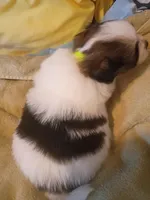 Dumpling, a female Shih Tzu and Shorkie for sale in Honokaa, HI – Photo 5 of 7