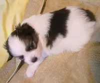 Dumpling, a female Shih Tzu and Shorkie for sale in Honokaa, HI – Photo 4 of 7