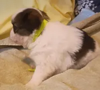 Dumpling, a female Shih Tzu and Shorkie for sale in Honokaa, HI – Photo 2 of 7