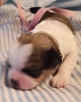 Delorian , a female Shih Tzu for sale in Honokaa, HI – 2 of 4