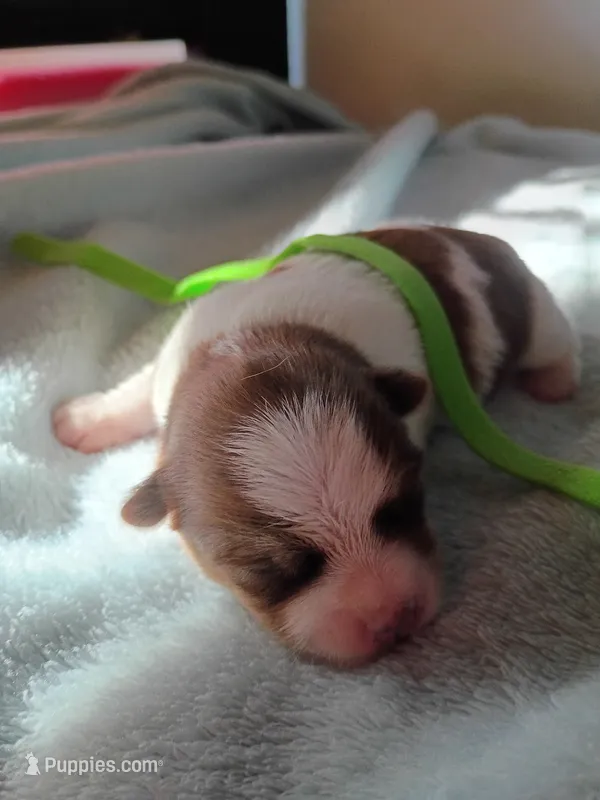 Tesla – Shih Tzu, Yorkshire Terrier puppy for sale in Honokaa, HI