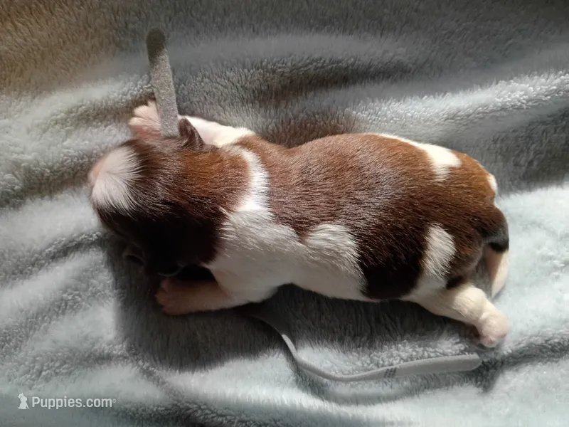 Dakota – Shih Tzu, Yorkshire Terrier puppy for sale in Honokaa, HI