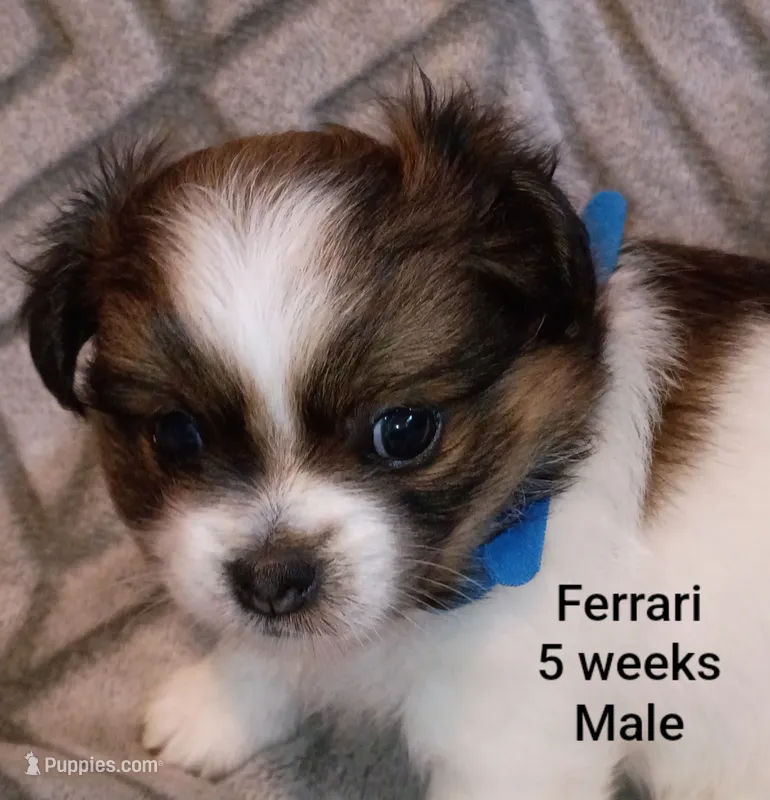Ferrari  – Shih Tzu, Yorkshire Terrier puppy for sale in Honokaa, HI