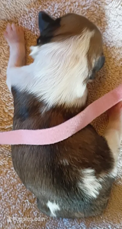 Delorian  – Shih Tzu, Yorkshire Terrier puppy for sale in Honokaa, HI