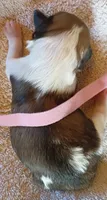 Delorian , a female Shih Tzu and Yorkshire Terrier for sale in Honokaa, HI – 1 of 1