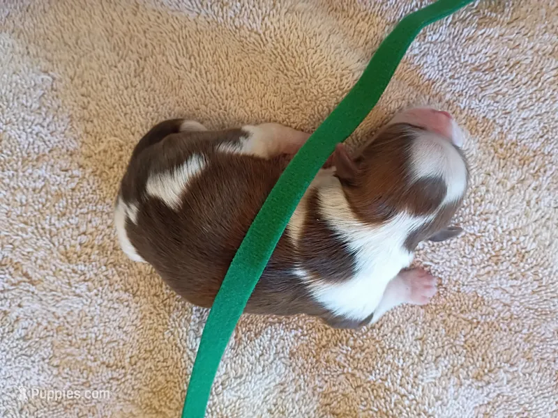 Lamborghini – Shih Tzu, Yorkshire Terrier puppy for sale in Honokaa, HI