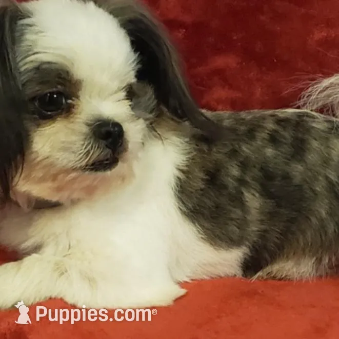 Mocha Brownie Cakes , a female Shih Tzu and Shorkie for sale in Honokaa, HI – Photo 5 of 6