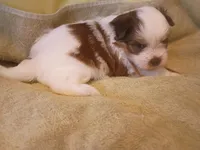 Mocha Brownie Cakes , a female Shih Tzu and Shorkie for sale in Honokaa, HI – Photo 3 of 6