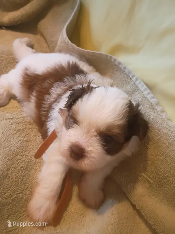 Mocha Brownie Cakes  – Shih Tzu, Shorkie puppy for sale in Honokaa, HI
