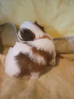 Mocha Brownie Cakes , a female Shih Tzu and Shorkie for sale in Honokaa, HI – Photo 4 of 6