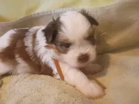 Mocha Brownie Cakes , a female Shih Tzu and Shorkie for sale in Honokaa, HI – Photo 2 of 6