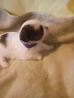 Patches, a female Shih Tzu and Shorkie for sale in Honokaa, HI – Photo 3 of 5