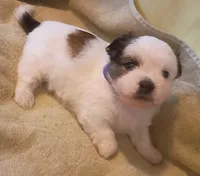 Patches, a female Shih Tzu and Shorkie for sale in Honokaa, HI – Photo 1 of 5