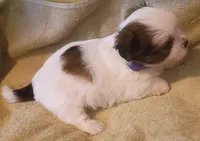 Patches, a female Shih Tzu and Shorkie for sale in Honokaa, HI – Photo 2 of 5