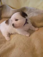 Patches, a female Shih Tzu and Shorkie for sale in Honokaa, HI – Photo 4 of 5