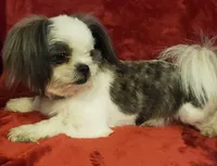 Cadillac, a female Shih Tzu for sale in Honokaa, HI – 3 of 4
