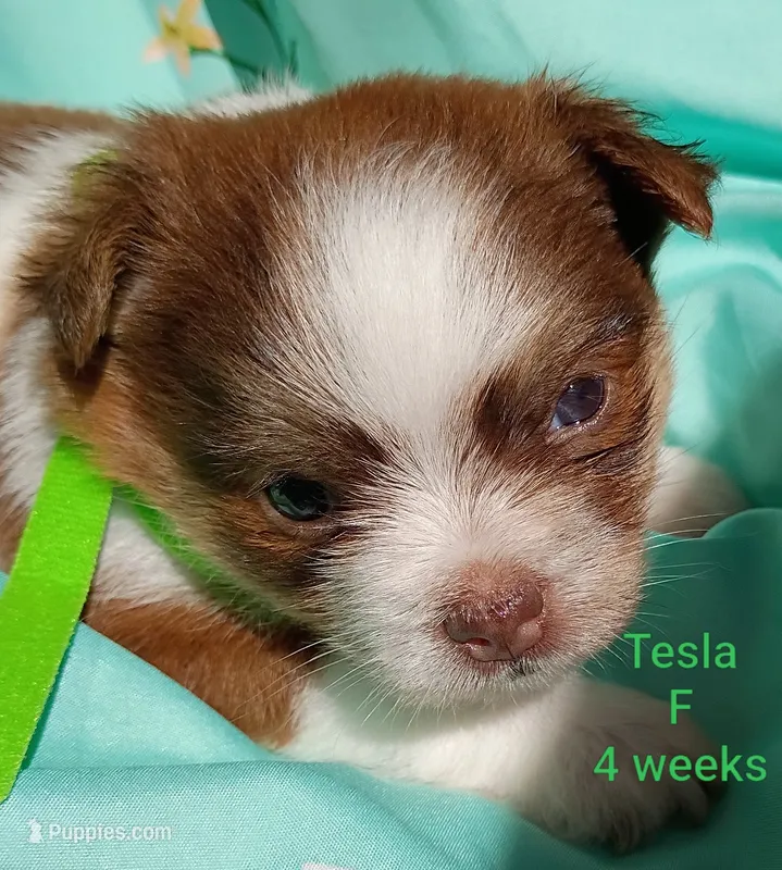 Tesla – Shih Tzu, Yorkshire Terrier puppy for sale in Honokaa, HI