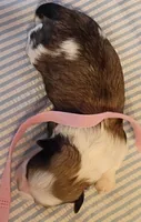 Delorian , a female Shih Tzu for sale in Honokaa, HI – 4 of 4