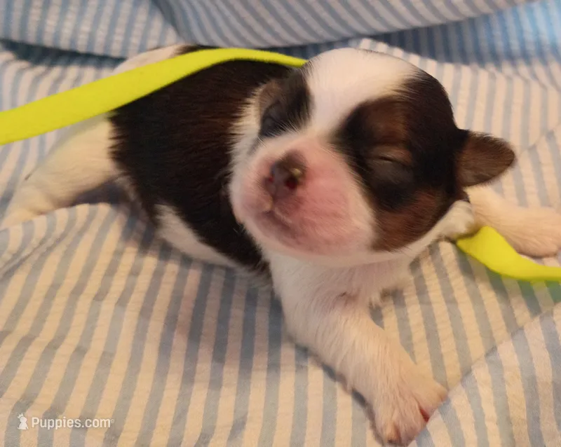 Franklin  – Shih Tzu puppy for sale in Honokaa, HI