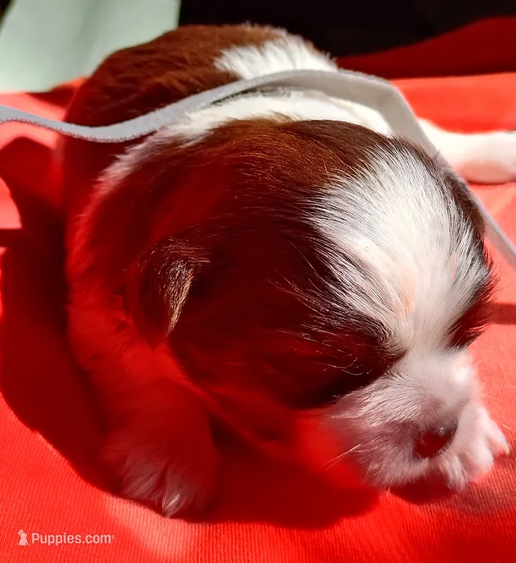 Dakota – Shih Tzu, Yorkshire Terrier puppy for sale in Honokaa, HI