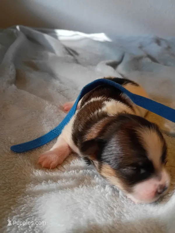 Ferrari  – Shih Tzu, Yorkshire Terrier puppy for sale in Honokaa, HI