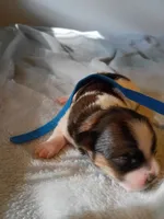 Ferrari , a male Shih Tzu and Yorkshire Terrier for sale in Honokaa, HI – 1 of 2