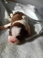 Dakota, a male Shih Tzu and Yorkshire Terrier for sale in Honokaa, HI – 2 of 2