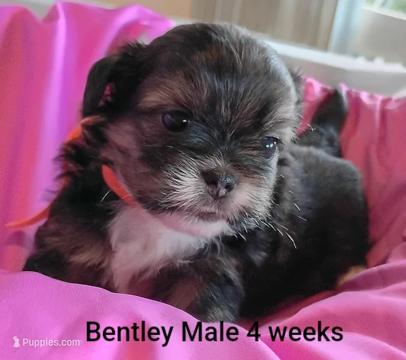 Bentley  – Shih Tzu puppy for sale in Honokaa, HI