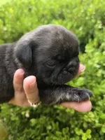 King velvadeer, a male Pug for sale in Oak Grove, LA – 2 of 9