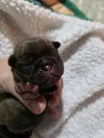 Chocolate Ash, a male Pug for sale in Oak Grove, LA – 2 of 8