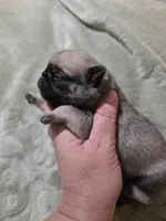King Kiann, a male Pug for sale in Oak Grove, LA – 9 of 10