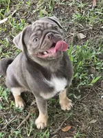 King velvadeer, a male Pug for sale in Oak Grove, LA – 9 of 9