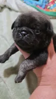 King velvadeer, a male Pug for sale in Oak Grove, LA – 3 of 9