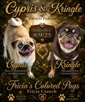 Oliver, a male Pug for sale in Oak Grove, LA – 7 of 7