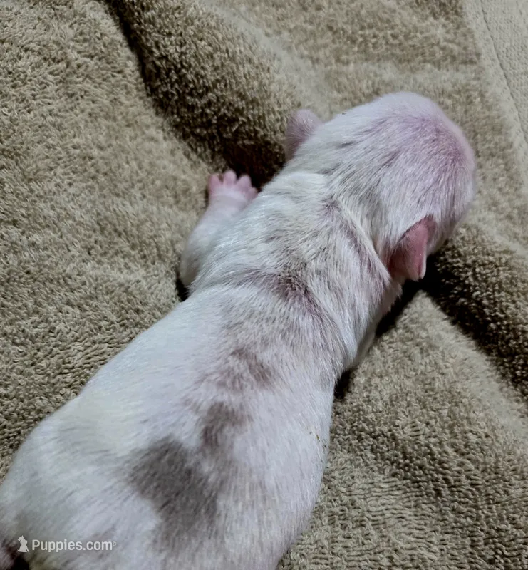 Slate – Pug puppy for sale in Oak Grove, LA