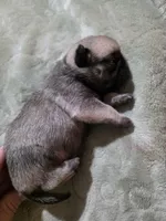 King Kiann, a male Pug for sale in Oak Grove, LA – 10 of 10