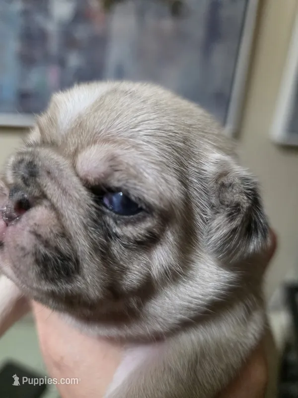 Oliver – Pug puppy for sale in Oak Grove, LA