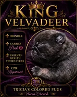 King velvadeer, a male Pug for sale in Oak Grove, LA – 6 of 9