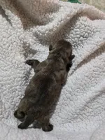 Chocolate Ash, a male Pug for sale in Oak Grove, LA – 6 of 8