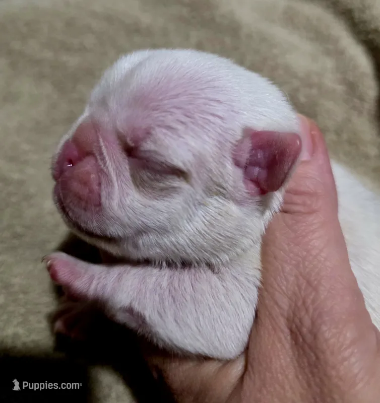 JAX – Pug puppy for sale in Oak Grove, LA