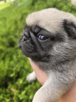 King Kiann, a male Pug for sale in Oak Grove, LA – 2 of 10