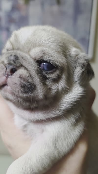 Oliver, a male Pug for sale in Oak Grove, LA – 9 of 9