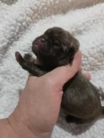 Rowen, a male Pug for sale in Oak Grove, LA – 5 of 7