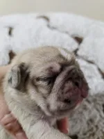 Oliver, a male Pug for sale in Oak Grove, LA – 4 of 7