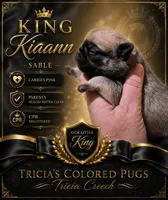 King Kiann, a male Pug for sale in Oak Grove, LA – 6 of 10