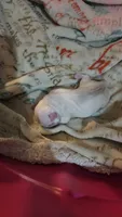 JAX, a male Pug for sale in Oak Grove, LA – 3 of 7