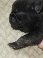 King velvadeer, a male Pug for sale in Oak Grove, LA – 7 of 9