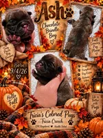 Chocolate Ash, a male Pug for sale in Oak Grove, LA – 7 of 8